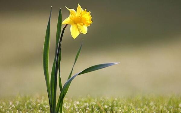 عکس گل نرگس واقعی