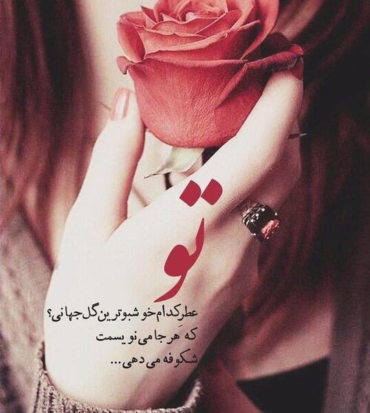 عکس گل رز عاشقانه برای پروفایل
