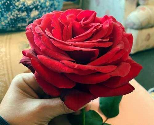 عکس گل رز عاشقانه برای پروفایل