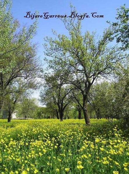 عکس از طبیعت اردیبهشت