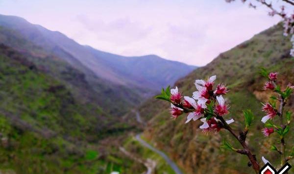 عکس بهار پاوه
