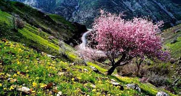 عکس بهار پاوه