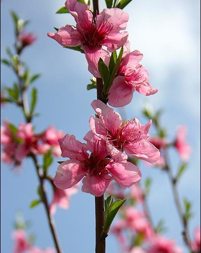 عکس بهاری و شکوفه