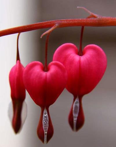 عکس قلب گلی