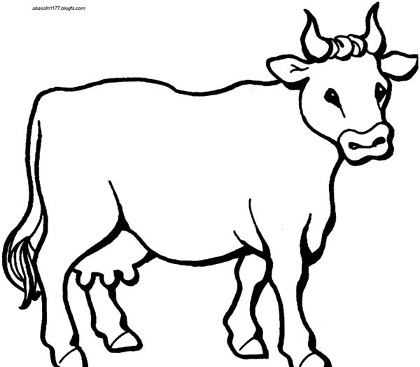 عکس گاو رنگ شده