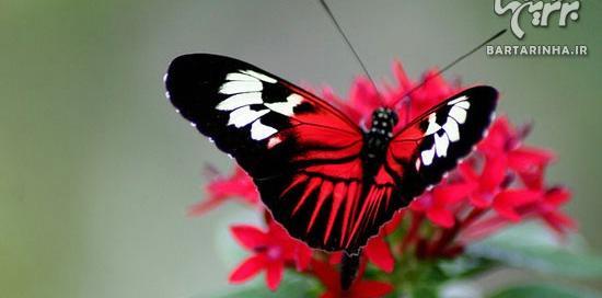 عکس پروانه ی زیبا