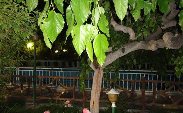 عکس شب در باغ