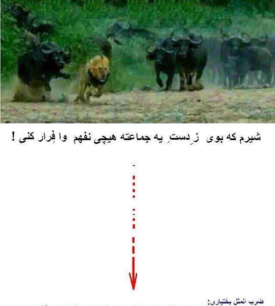 عکس ضرب المثل لری