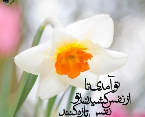 عکس نوشته تولد صاحب الزمان