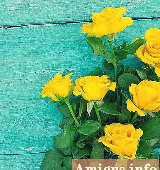 عکس گل رز لیمویی