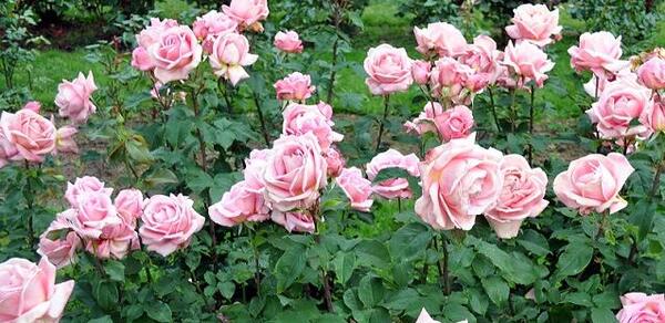 عکس گل رز لیمویی