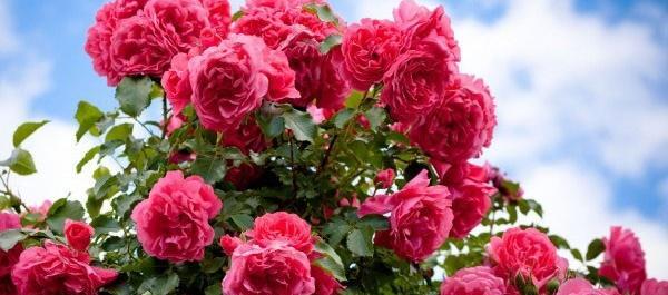 عکس گل رز لیمویی