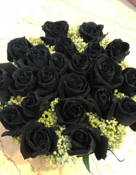 عکس گل رز لیمویی
