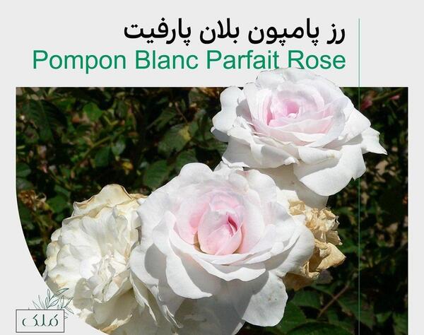 عکس گل رز لیمویی