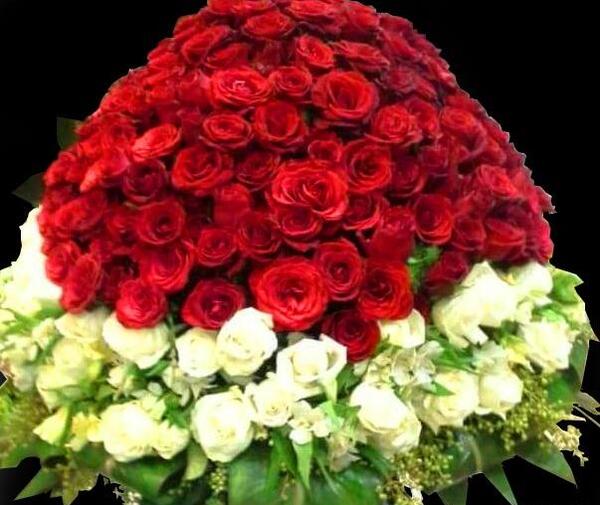 عکس گل رز لیمویی