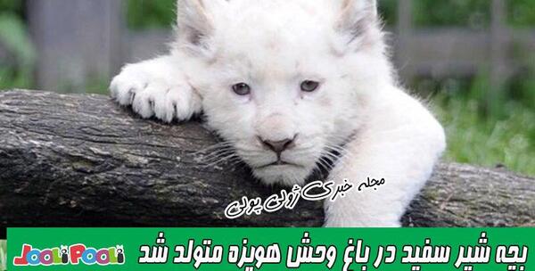 عکس بچه شیر سفید