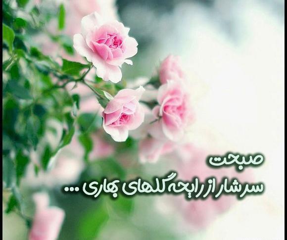 صبح بخیر عکس صبح بخیر