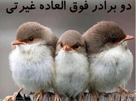 عکس خنده دار غیرتی