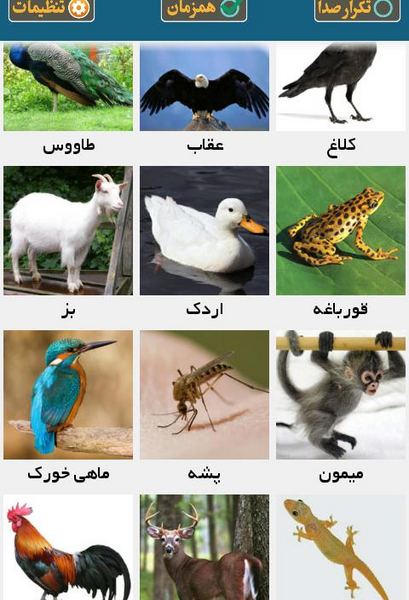 عکس حیوانات برای یادگیری کودکان