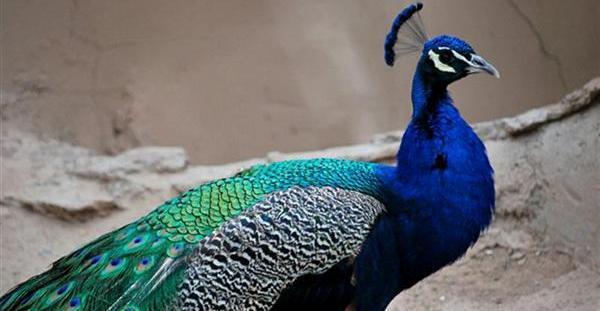عکس جدید طاووس
