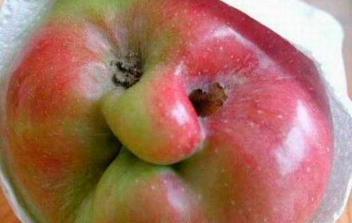عکس خنده چاق