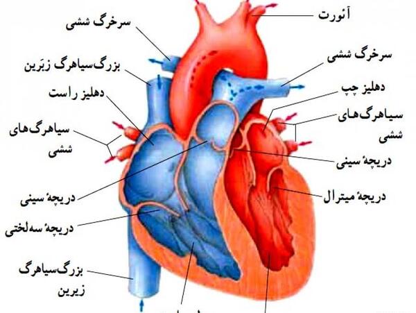 عکس از قلب انسان
