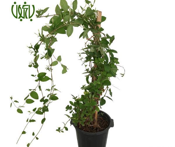 عکس یاس امین الدوله