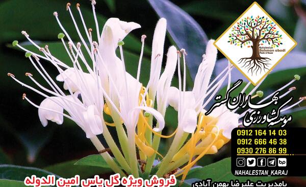 عکس یاس امین الدوله