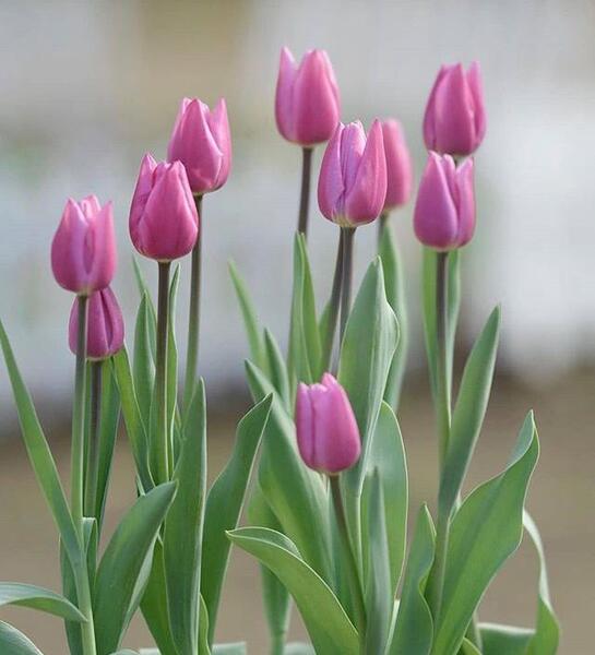 عکس گل لاله زیبا برای پروفایل