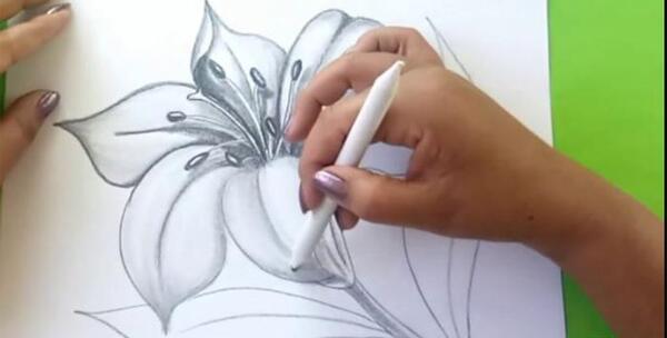 عکس گل لاله طراحی