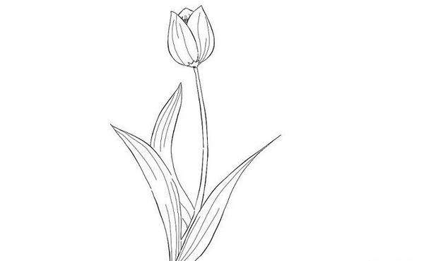 عکس گل لاله طراحی