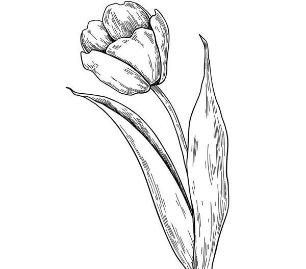 عکس گل لاله طراحی