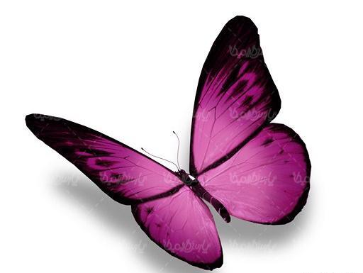 عکس پروانه صورتی روی سنگ