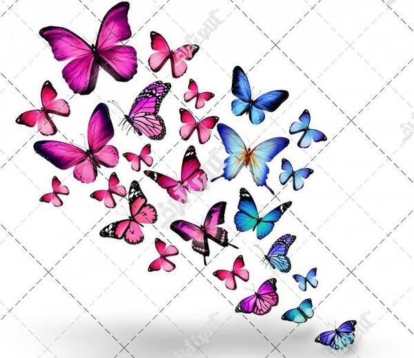 عکس پروانه صورتی روی سنگ
