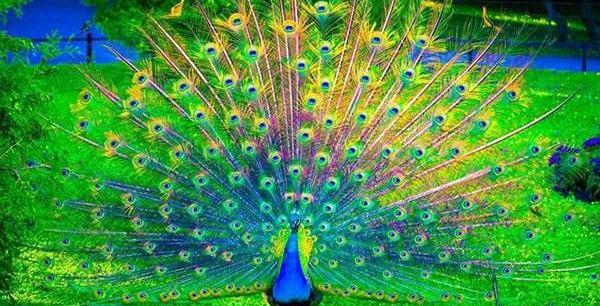 معنی عکس طاووس در فال قهوه