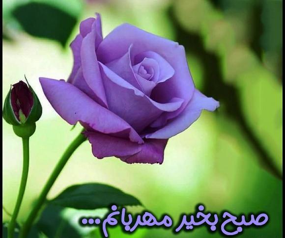 عکس دسته گل صبح بخیر