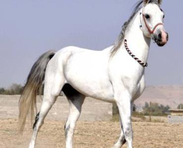 عکس اسب عرب سفید