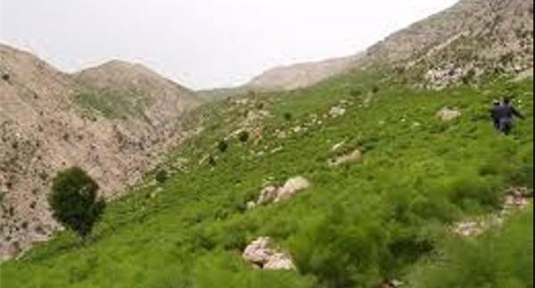 عکس شتر شهرستان لنده