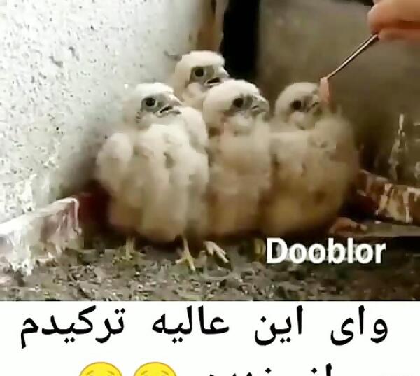 عکس خنده دار غذا خوردن