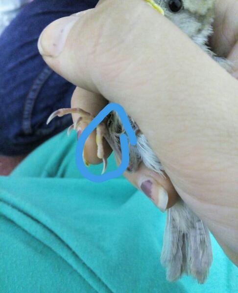 عکس نوزاد گنجشک