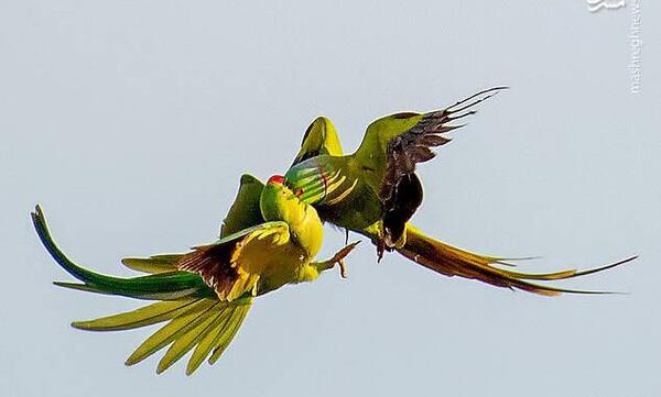 عکس طوطی در حال پرواز