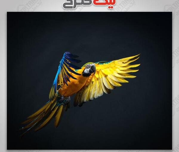 عکس طوطی در حال پرواز