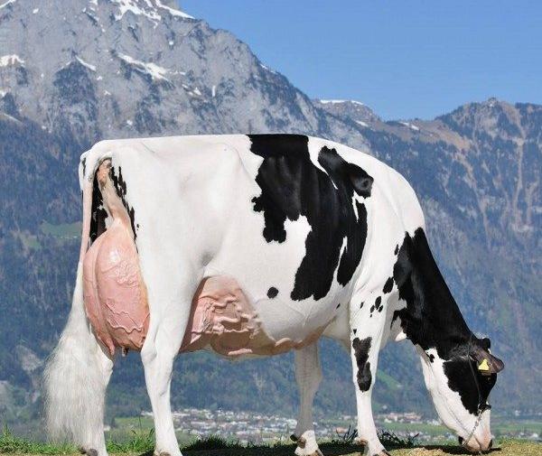 عکس یونجه گاو