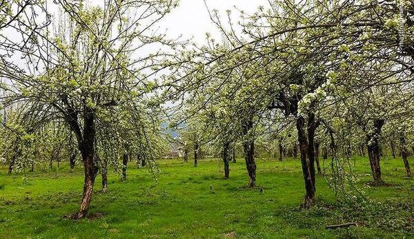 عکس از طبیعت واقعی