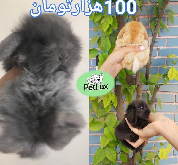 عکس خرگوش پاکوتاه