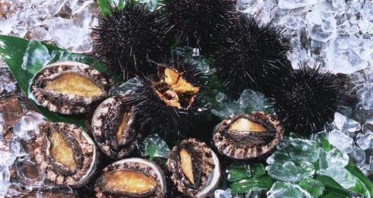 عکس گوشت صدف