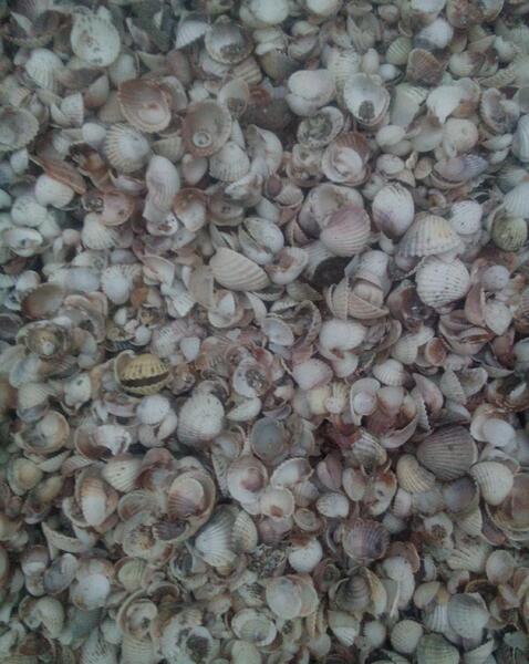 عکس گوشت صدف