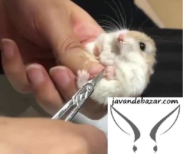 عکس خرگوش و موش