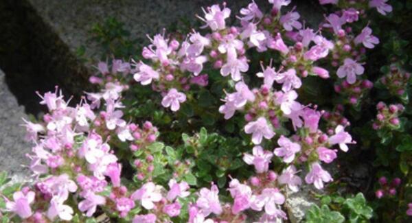 عکسهای گل آویشن