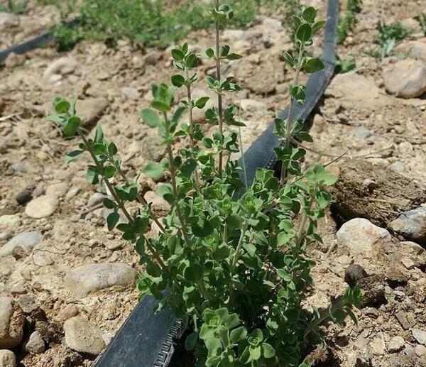 عکسهای گل آویشن